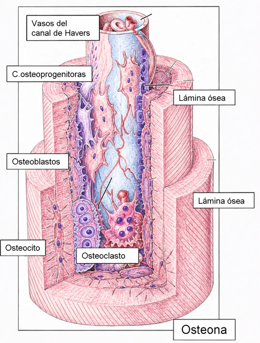Corte tridimensional de una osteona con canal de Havers, vasos sanguíneos, laminillas óseas, células osteoprogenitoras, osteoblastos, osteocitos y osteoclasto.