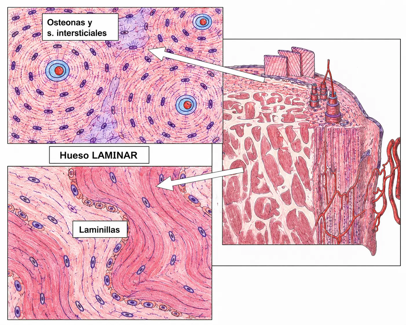 Detalle histológico del hueso laminar con osteonas, sistemas intersticiales, conductos de Havers, osteocitos, canalículos y laminillas óseas.