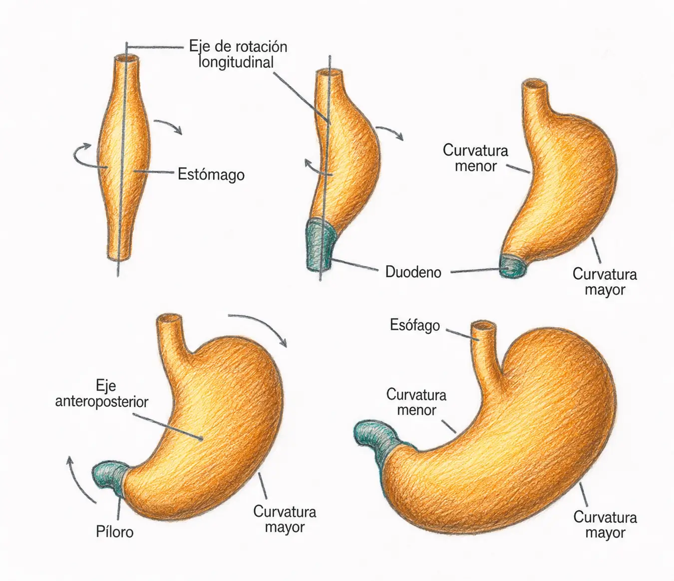 Ilustración secuencial de la rotación del estómago sobre sus ejes longitudinal y anteroposterior, con formación de las curvaturas mayor y menor.