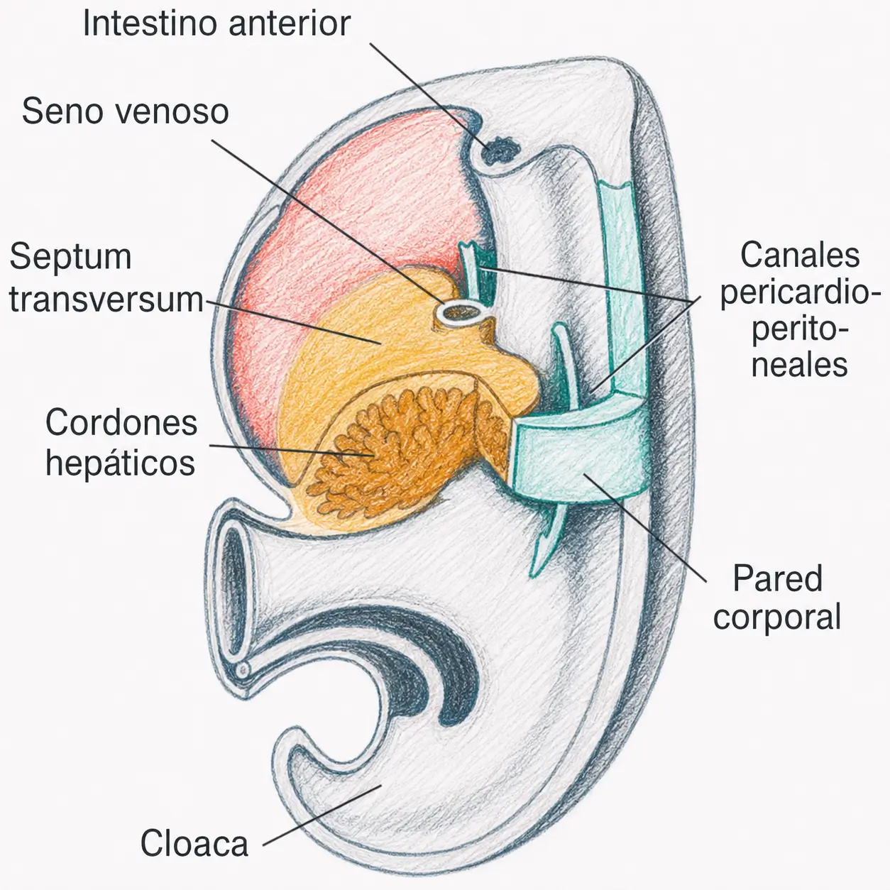 Ilustración embriológica del septum transversum con cordones hepáticos, seno venoso, intestino anterior y canales pericardioperitoneales.