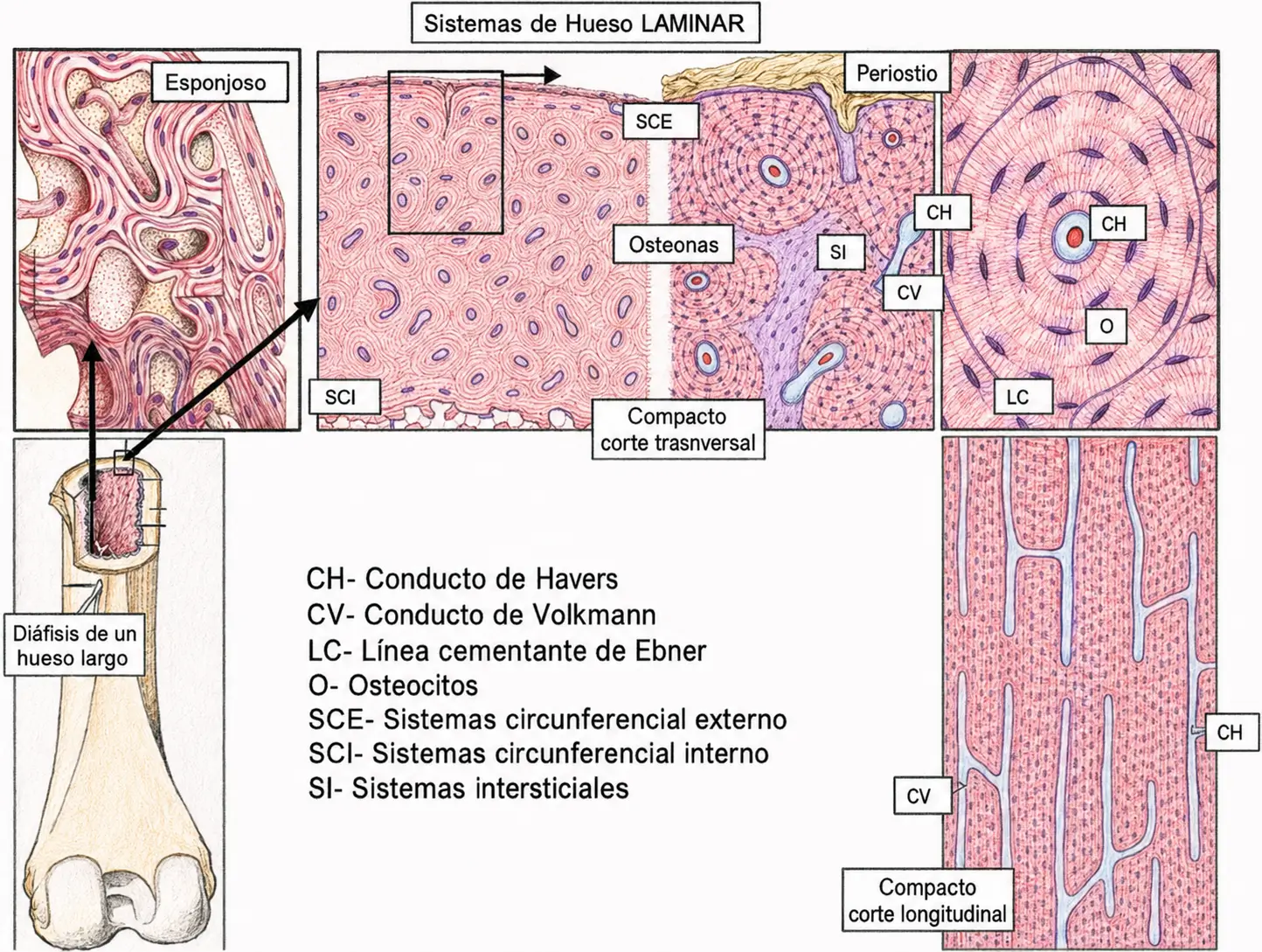 Ilustración histológica de los sistemas del hueso laminar con hueso compacto y esponjoso, osteonas, conductos de Havers y Volkmann, sistemas circunferenciales e intersticiales y osteocitos.
