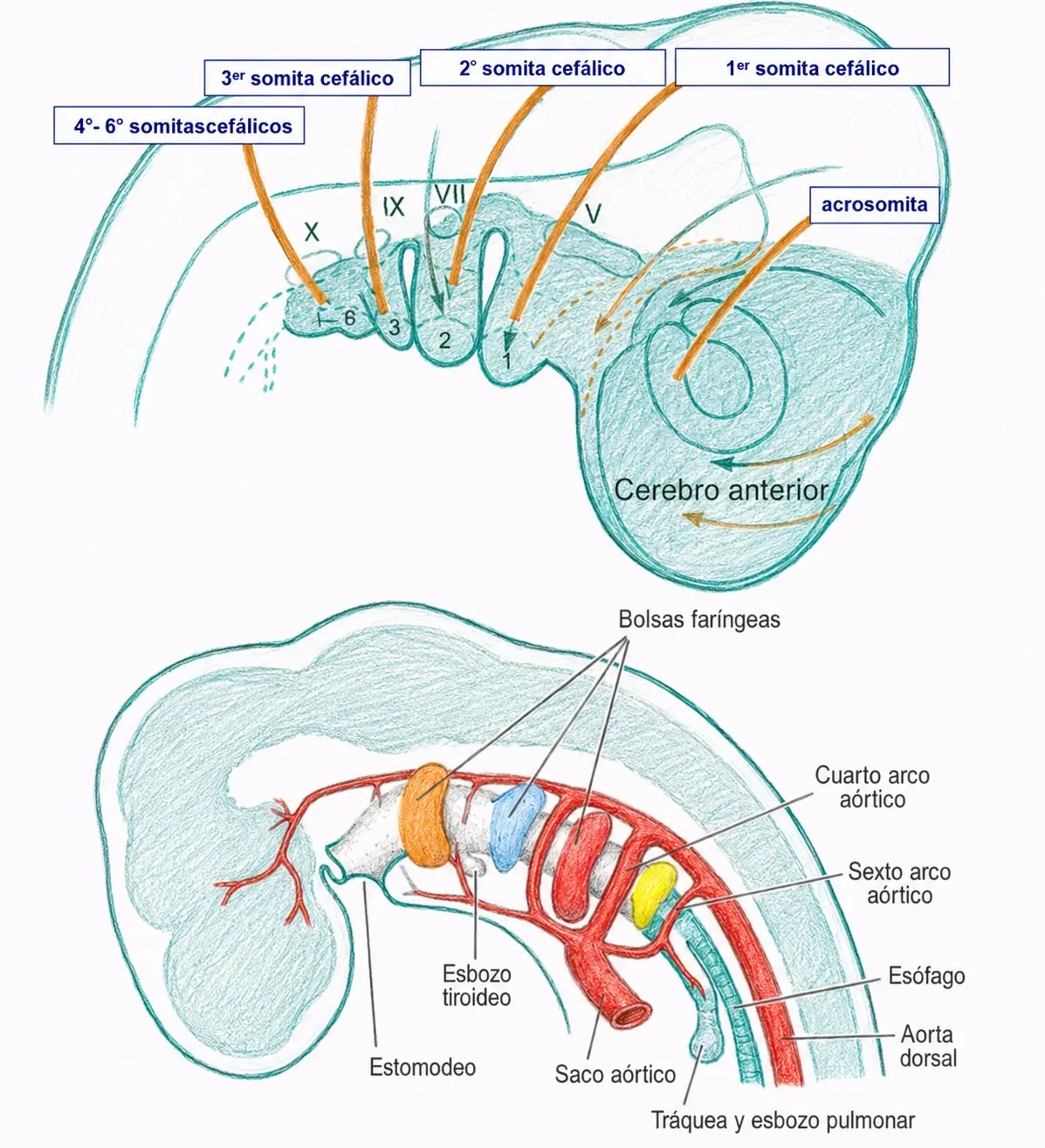Esquema del destino de los somitas cefálicos y del desarrollo de las bolsas faríngeas, los arcos aórticos, el esófago, la tráquea y el esbozo pulmonar.