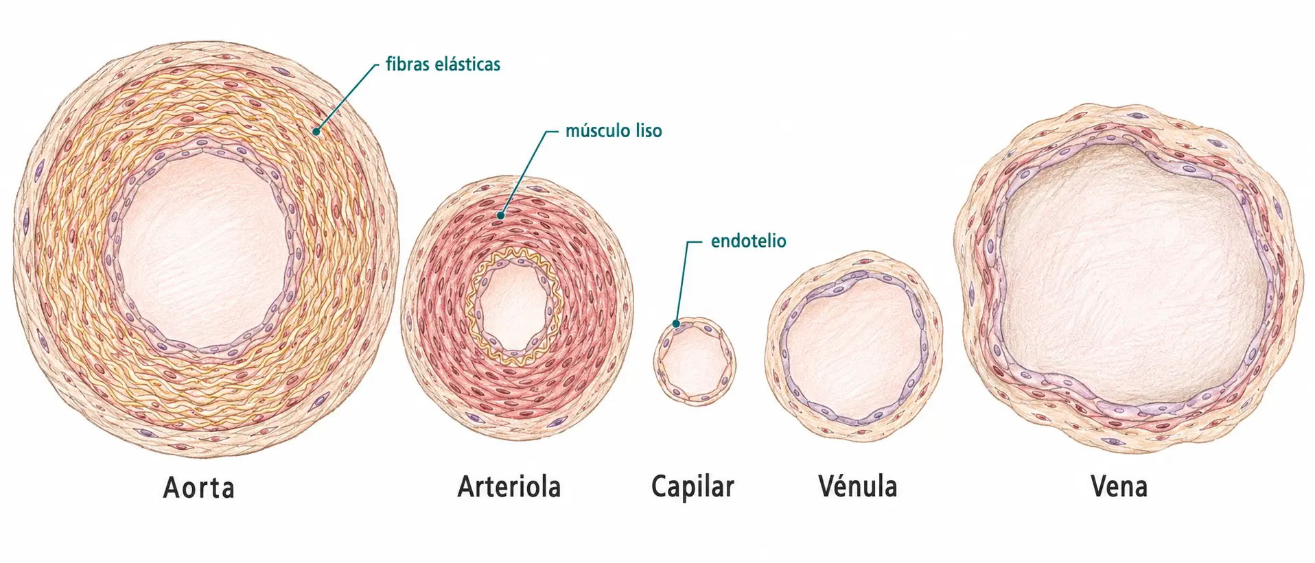Comparación en sección transversal de la aorta, la arteriola, el capilar, la vénula y la vena, con indicación de las fibras elásticas, el músculo liso y el endotelio