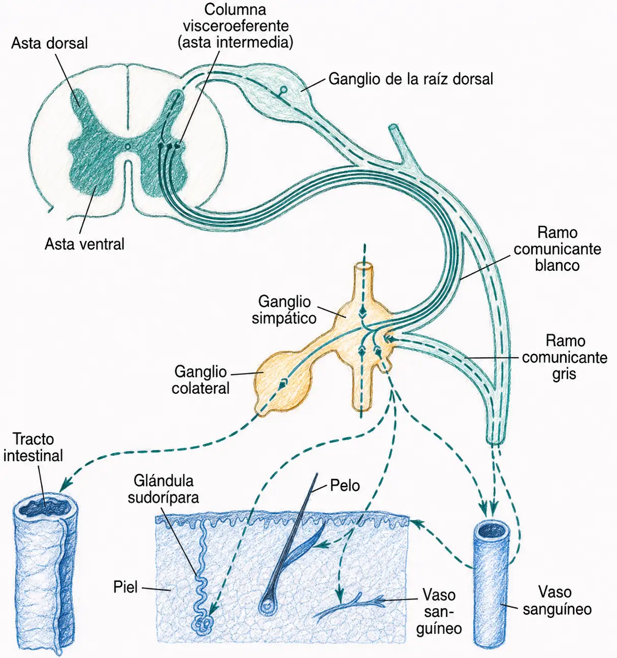 Esquema de las fibras simpáticas desde la médula espinal hacia los ganglios simpáticos y colaterales, la piel, los vasos sanguíneos y las vísceras.