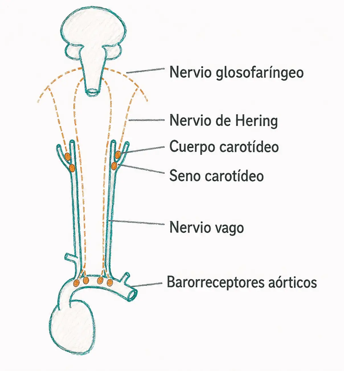 Esquema del arco reflejo barorreceptor con seno carotídeo, cuerpo carotídeo, nervio de Hering, nervio glosofaríngeo, nervio vago y barorreceptores aórticos