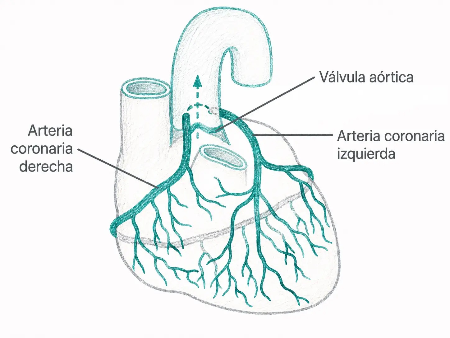 Esquema anatómico del corazón con la arteria coronaria derecha, la arteria coronaria izquierda y la válvula aórtica señaladas