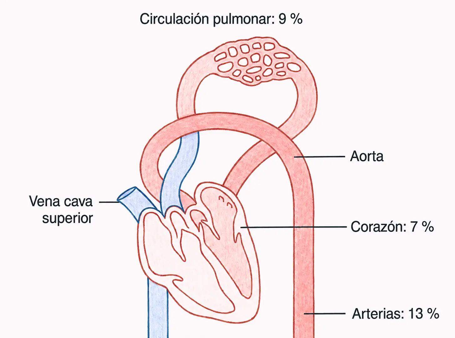 Esquema de la distribución del volumen sanguíneo entre la circulación pulmonar, el corazón y las arterias sistémicas, con representación de la aorta y la vena cava superior