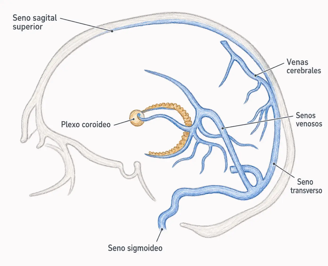 Esquema del drenaje venoso cerebral con seno sagital superior, venas cerebrales, senos venosos, seno transverso, seno sigmoideo y plexo coroideo