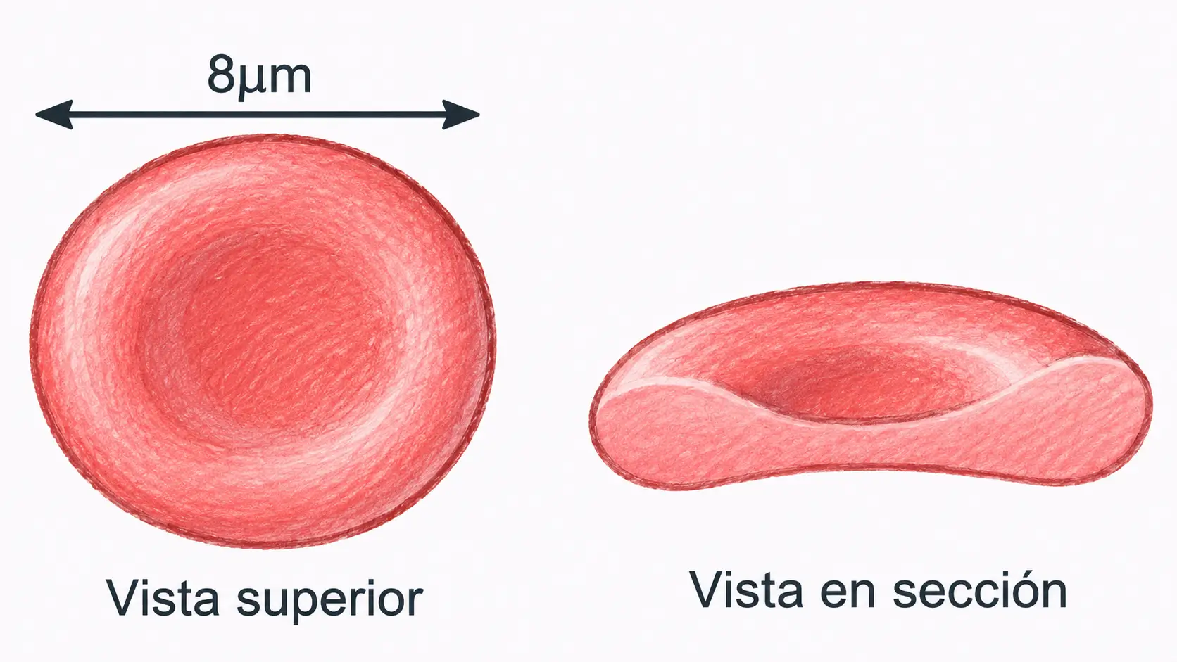 Esquema de un eritrocito en vista superior y en sección, mostrando su forma de disco bicóncavo y un diámetro aproximado de 8 µm
