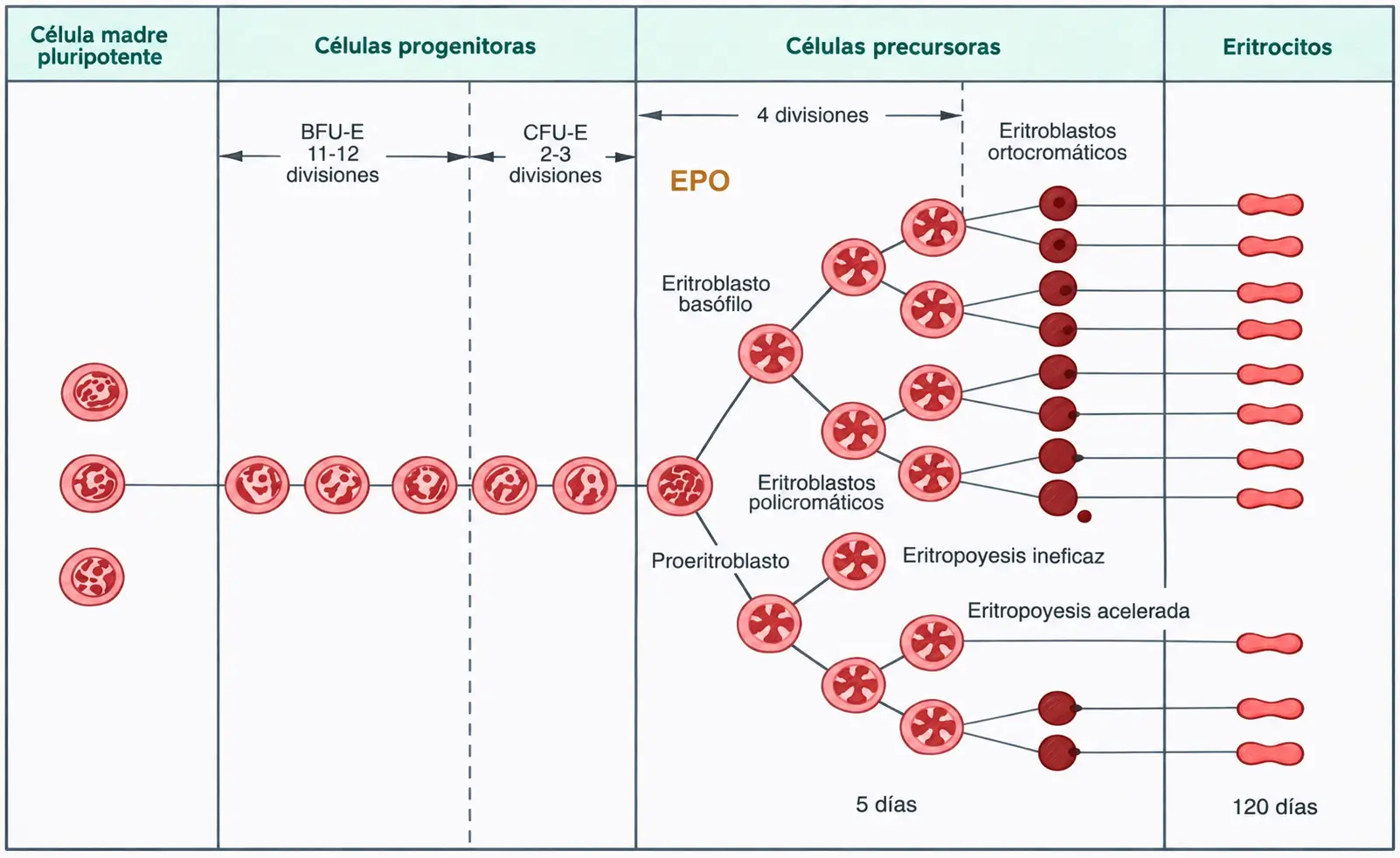 Esquema de la eritropoyesis desde la célula madre pluripotente hasta los eritrocitos maduros, mostrando BFU-E, CFU-E, proeritroblasto, eritroblastos basófilos, policromáticos y ortocromáticos, así como la acción de la EPO