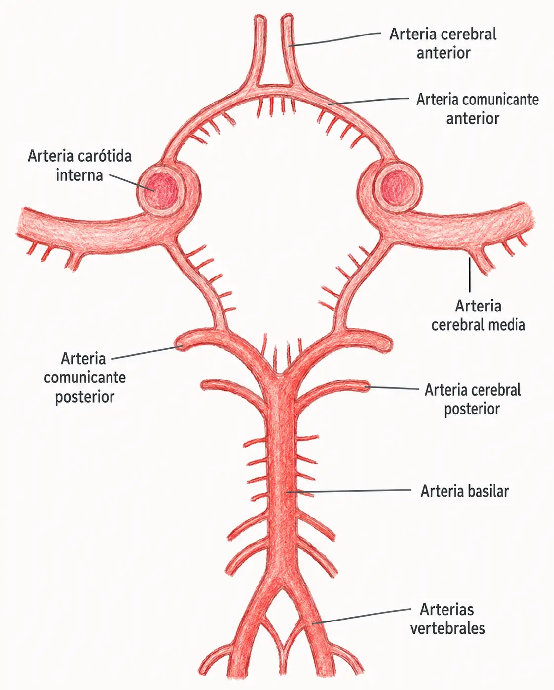 Esquema anatómico del polígono de Willis con arterias cerebrales anterior, media y posterior, arterias carótidas internas, comunicantes anterior y posteriores, arteria basilar y arterias vertebrales