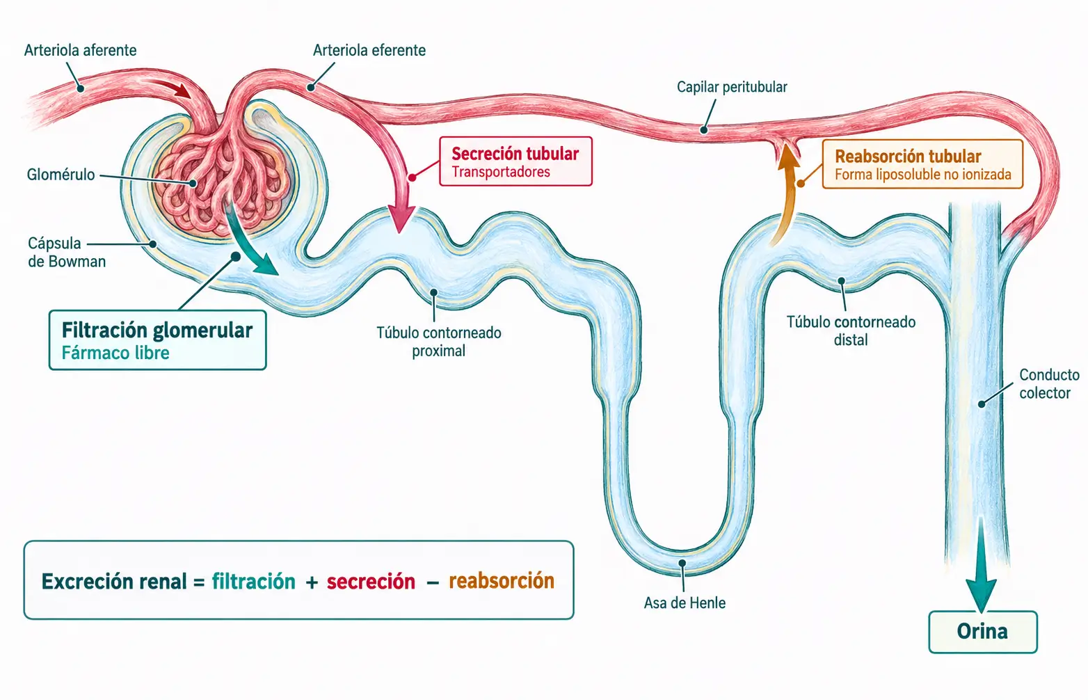 Esquema de una nefrona con filtración glomerular, secreción tubular y reabsorción tubular de fármacos.